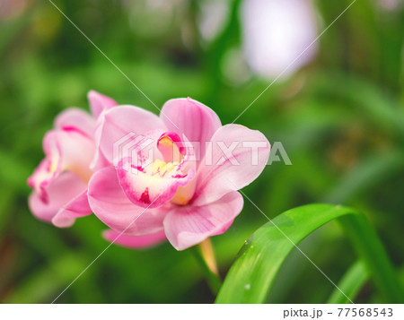 The beautiful flower of orchid in the botanical garden with the blurred background for your design. 77568543