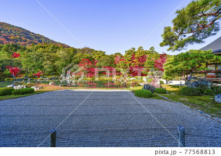 朝日に輝く京都天龍寺「曹源池庭園」 朝日に輝く京都天龍寺「曹源池庭園」 77568813