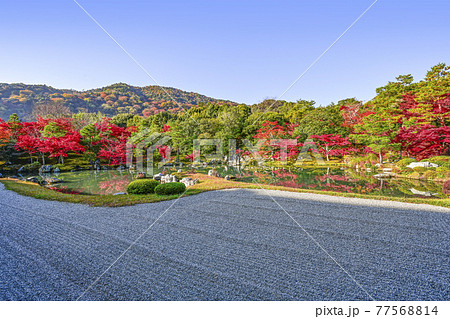 朝日に輝く京都天龍寺「曹源池庭園」 朝日に輝く京都天龍寺「曹源池庭園」 77568814