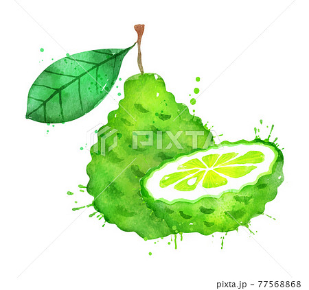 Watercolor Vector Illustration Of Bergamot Fruitのイラスト素材
