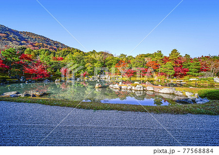 朝日に輝く京都天龍寺「曹源池庭園」 朝日に輝く京都天龍寺「曹源池庭園」 77568884