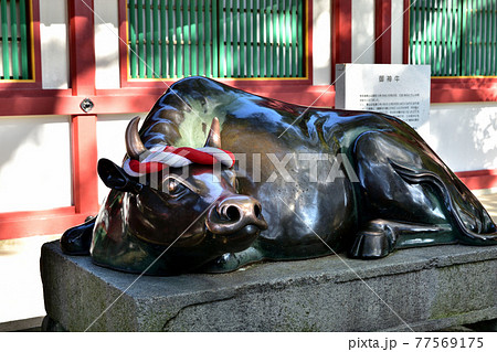 太宰府天満宮の御神牛：福岡 77569175