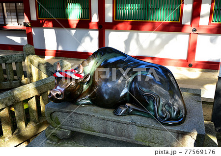 太宰府天満宮の御神牛：福岡 77569176
