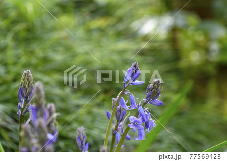 風に揺れるツリガネスイセン 77569423