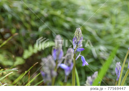 風に揺れるツリガネスイセン 風に揺れるツリガネスイセン 77569447