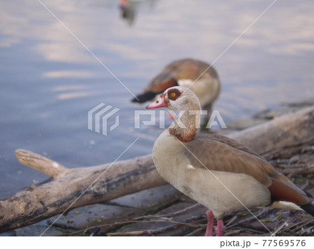 bird bird 77569576