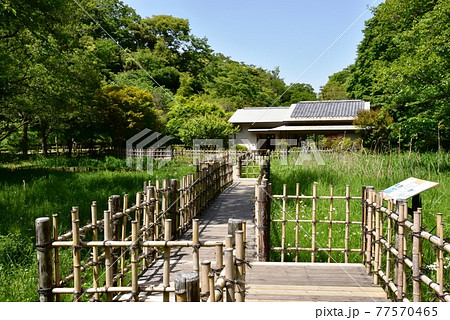 鎌倉市 鎌倉中央公園の湿生花園と休憩舎と新緑の写真素材