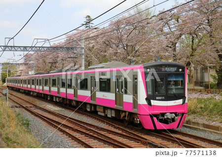 千葉県鎌ケ谷市くぬぎ山付近を通る新京成線の80000形新塗装車とさくら満開 千葉県鎌ケ谷市くぬぎ山付近を通る新京成線の80000形新塗装車とさくら満開 77571138