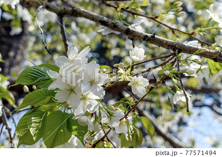 満開のオオシマザクラ 77571494