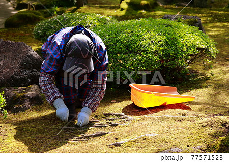 日本庭園を手入れする 77571523