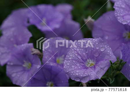 コンボルブルス コンボルブルス 77571618