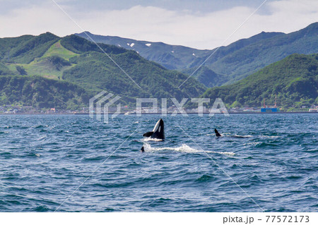 【北海道】知床の海に回遊する野生のシャチ(北海道羅臼沖) 【北海道】知床の海に回遊する野生のシャチ(北海道羅臼沖) 77572173