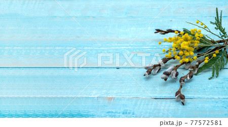Branches of Mimosa and Willow on wooden background. Mimosa and Willow on a blue background. 77572581