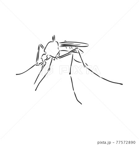 How to draw a Mosquito step by step  Mosquito drawing easy for beginners   YouTube