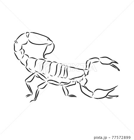 Hand Drawn Sketch Of Scorpion Retro Realistic のイラスト素材