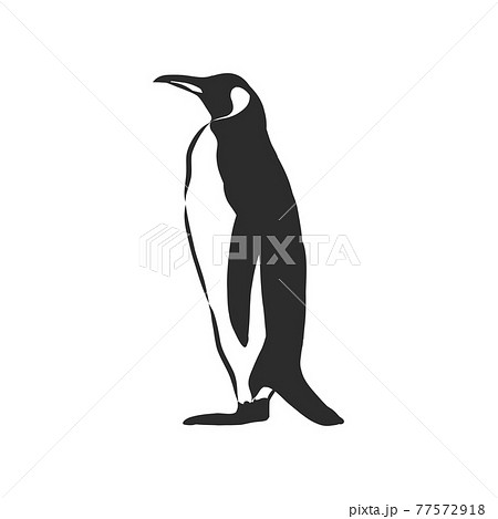 Hand Drawing Penguins Vector Illustration のイラスト素材