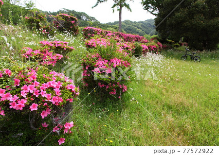公園のサツキ 77572922