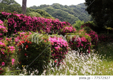 公園のサツキ 77572927
