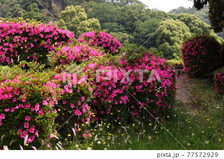 公園のサツキ 77572929