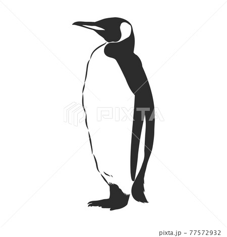 Hand Drawing Penguins Vector Illustration のイラスト素材