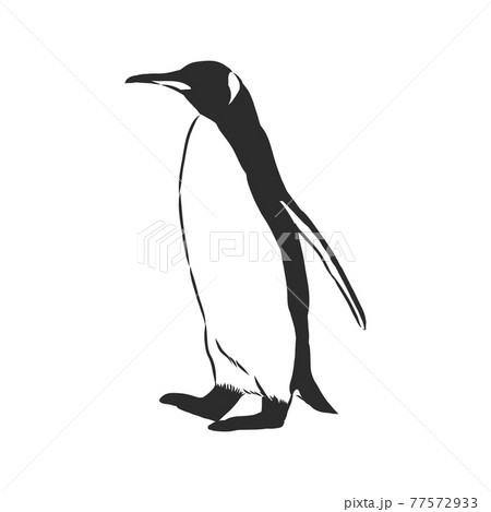 Hand Drawing Penguins Vector Illustration のイラスト素材