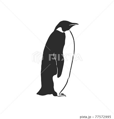 Penguin vector sketch icon isolated on background. Hand drawn Penguin icon. penguin, vector sketch illustration 77572995