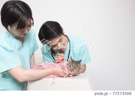 男女の獣医と耳かき中の猫 男女の獣医と耳かき中の猫 77573006