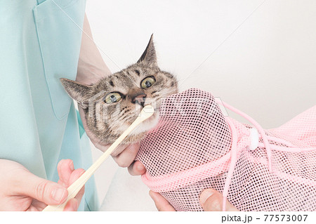 歯磨き中の猫 歯磨き中の猫 77573007