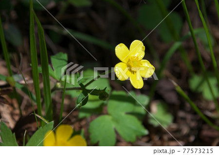 ウマノアシガタ ウマノアシガタ 77573215