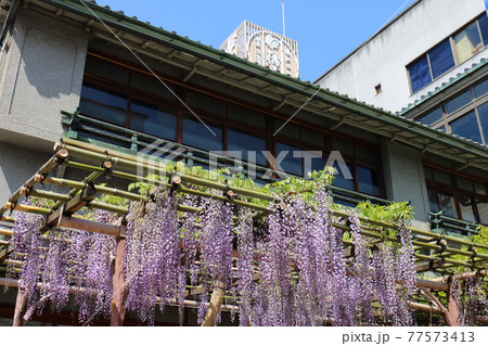 東京都江東区亀戸の船橋屋くず餅 藤まつり 東京都江東区亀戸の船橋屋くず餅 藤まつり 77573413