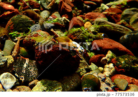 湧水に住むヌマエビ 77573536
