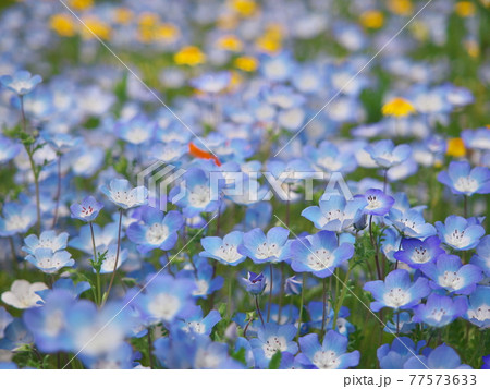 名古屋港ワイルドフラワーガーデン ブルーボネットのネモフィラの写真素材