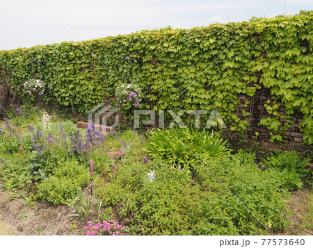 名古屋港ワイルドフラワーガーデン ブルーボネットのウォールドガーデン 77573640