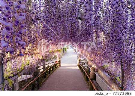 福岡県柳川市　満開の藤の花 77573968