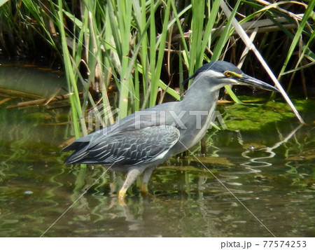 梅田川の水面をじっと見て獲物を狙っているササゴイ 77574253