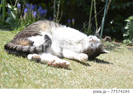 ごろにゃん。気持ちいいにゃあ。甘えん坊。匂い付け。猫イメージ素材 77574295