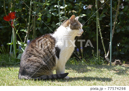 キジ白猫イメージ素材 77574298