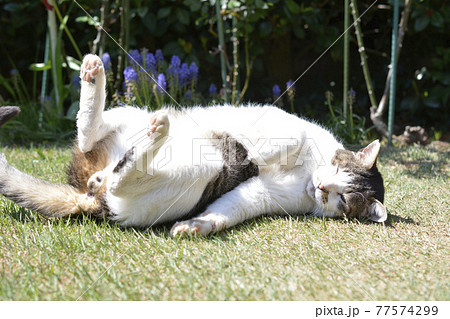 ごろにゃん 気持ちいいにゃあ 甘えん坊 匂い付け 猫イメージ素材の写真素材