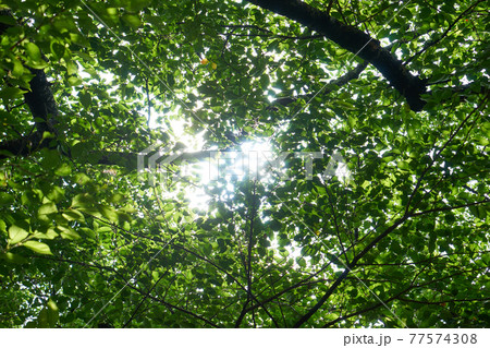 長野県伊那市高遠町 美和ダムの木陰 長野県伊那市高遠町 美和ダムの木陰 77574308
