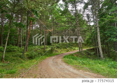 長野県伊那市　町道高嶺線 77574315