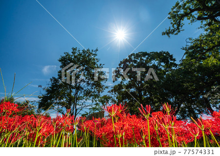 滋賀県高島市桂浜園地のヒガンバナを撮影 77574331