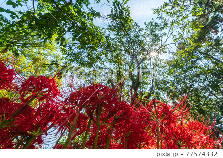 滋賀県高島市桂浜園地のヒガンバナを撮影 77574332