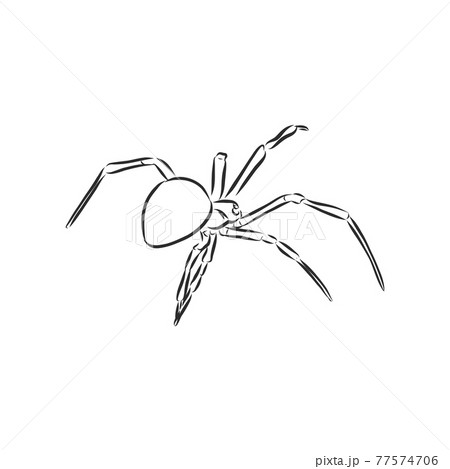Hand Drawn Spider Illustration - Vector Design Element For Halloween And Other Compositions. spider vector sketch illustration Hand Drawn Spider Illustration - Vector Design Element For Halloween And Other Compositions. spider vector sketch illustration 77574706