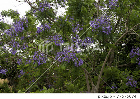 ジャカランダの木が青紫色の花を咲かせています。 学名はJacarandaです。 ジャカランダの木が青紫色の花を咲かせています。 学名はJacarandaです。 77575074