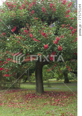 アメリカデイゴの木が赤い花を咲かせています。学名はErythrina crista-galliです。 77575144