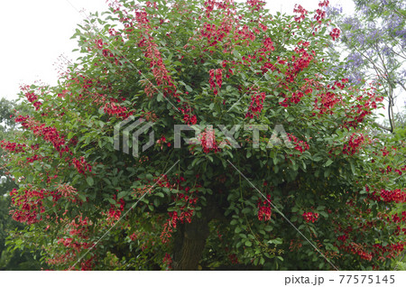 アメリカデイゴの木が赤い花を咲かせています 学名はerythrina Crista Galliです の写真素材