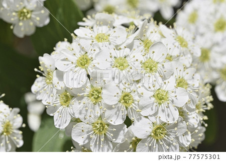 こでまり こでまり 77575301