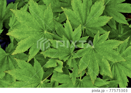 青もみじの葉 青もみじの葉 77575303