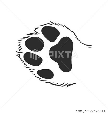 cat's paw with the pads pulled up sketch vector graphics black and white drawing, cat's paw vector sketch illustration 77575311