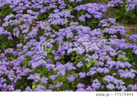 アゲラタムの紫色の花が咲いています。学名はAgeratumです。 アゲラタムの紫色の花が咲いています。学名はAgeratumです。 77575943